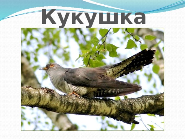 Кукушка 