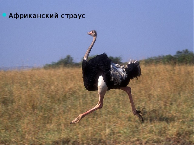 Африканский страус 