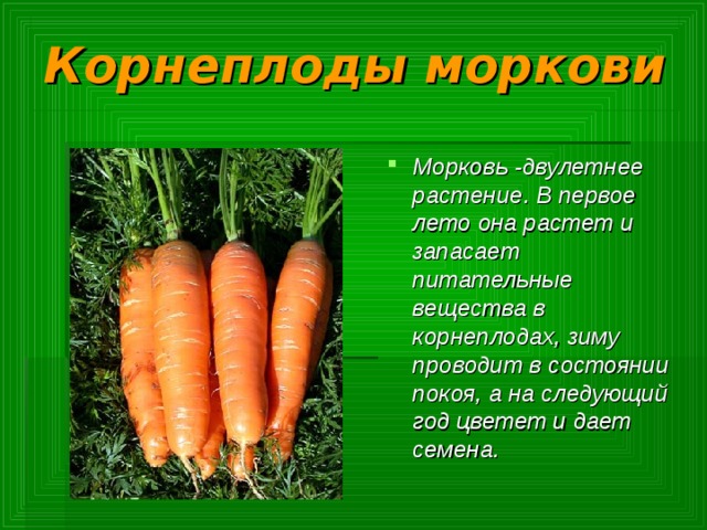 Корнеплоды моркови Морковь -двулетнее растение. В первое лето она растет и запасает питательные вещества в корнеплодах, зиму проводит в состоянии покоя, а на следующий год цветет и дает семена. 