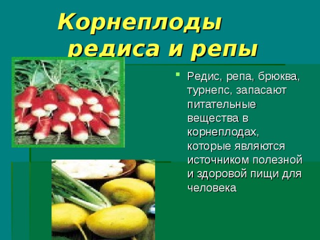 Корнеплоды редиса и репы Редис, репа, брюква, турнепс, запасают питательные вещества в корнеплодах, которые являются источником полезной и здоровой пищи для человека 