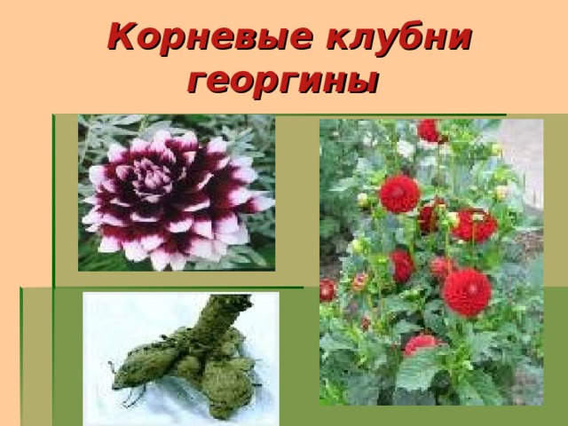  Корневые клубни георгины 