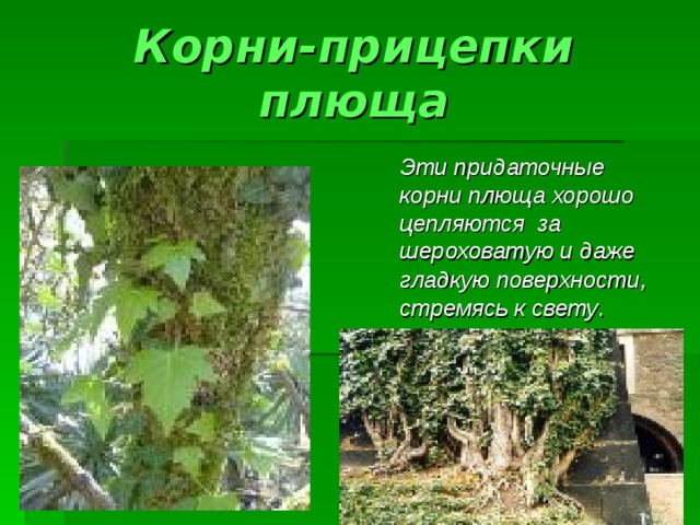 Корни-прицепки плюща  Эти придаточные корни плюща хорошо цепляются за шероховатую и даже гладкую поверхности , стремясь к свету . 