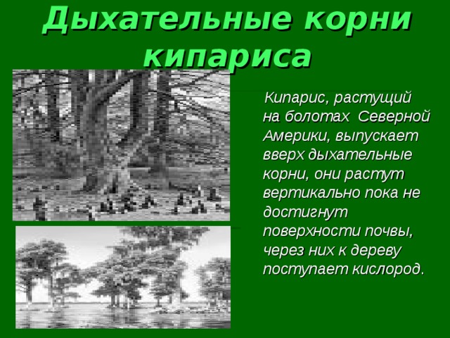 Дыхательные корни кипариса  Кипарис, растущий на болотах Северной Америки, выпускает вверх дыхательные корни, они растут вертикально пока не достигнут поверхности почвы, через них к дереву поступает кислород . 