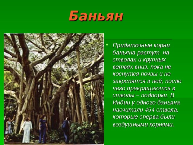 Баньян Придаточные корни баньяна растут на стволах и крупных ветвях вниз, пока не коснутся почвы и не закрепятся в ней, после чего превращаются в стволы – подпорки. В Индии у одного баньяна насчитали 454 ствола, которые сперва были воздушными корнями . 