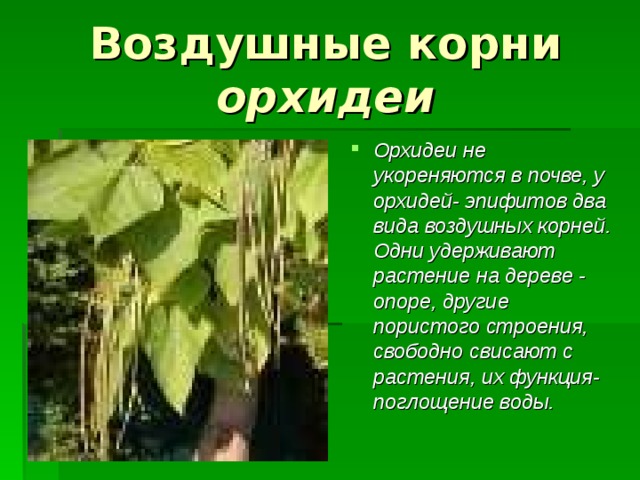 Воздушные корни орхидеи Орхидеи не укореняются в почве, у орхидей- эпифитов два вида воздушных корней. Одни удерживают растение на дереве - опоре, другие пористого строения, свободно свисают с растения, их функция-поглощение воды. 