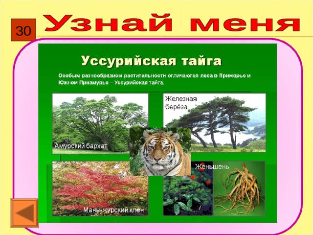 30 Дальний Восток, Приморье,  Уссурийская тайга. 
