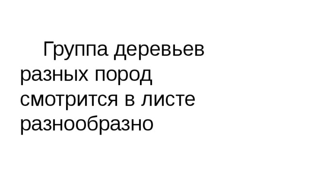  Группа деревьев разных пород смотрится в листе разнообразно 