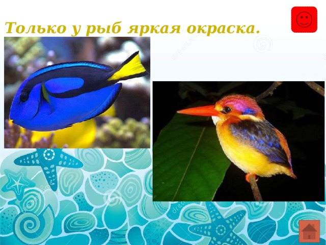 Только у рыб яркая окраска. 
