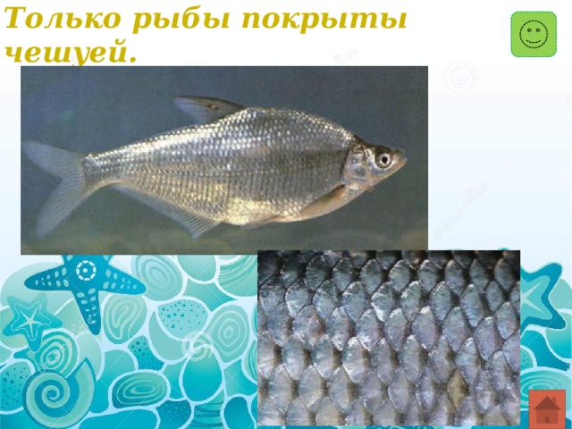 Только рыбы покрыты чешуей. 