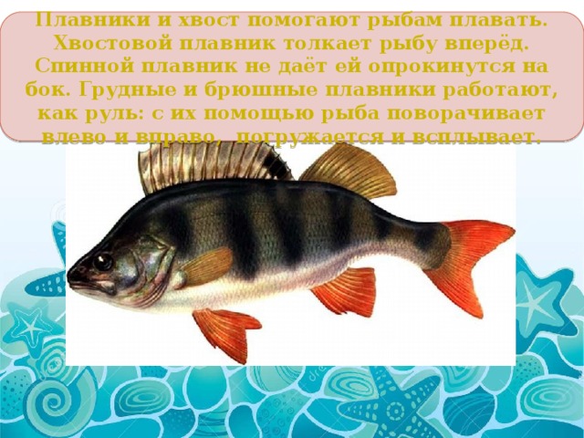 Плавники и хвост помогают рыбам плавать. Хвостовой плавник толкает рыбу вперёд. Спинной плавник не даёт ей опрокинутся на бок. Грудные и брюшные плавники работают, как руль: с их помощью рыба поворачивает влево и вправо, погружается и всплывает. 
