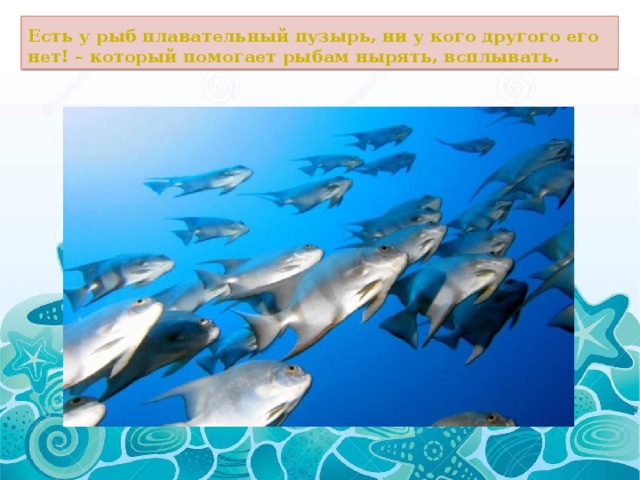 Есть у рыб плавательный пузырь, ни у кого другого его нет! – который помогает рыбам нырять, всплывать. 