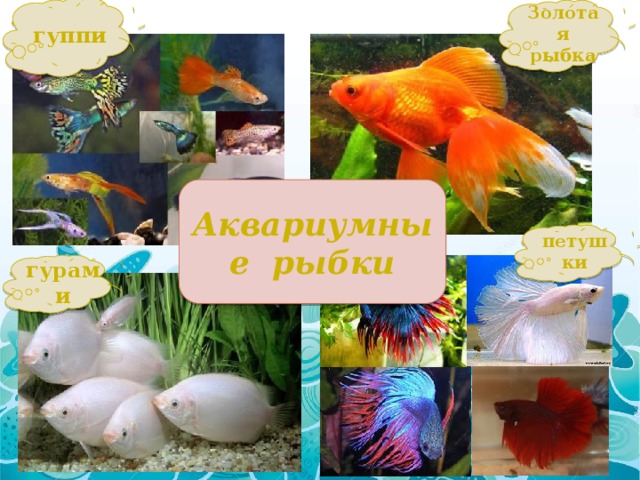гуппи Золотая рыбка Аквариумные рыбки петушки гурами 