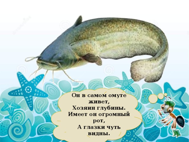  Он в самом омуте живет,  Хозяин глубины.  Имеет он огромный рот,  А глазки чуть видны.   