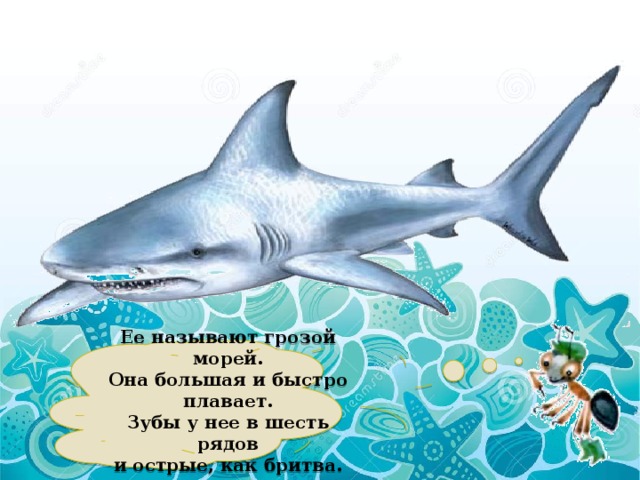  Ее называют грозой морей.  Она большая и быстро плавает.  Зубы у нее в шесть рядов  и острые, как бритва.   