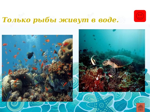 Только рыбы живут в воде. 