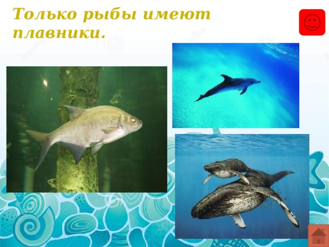 Только рыбы имеют плавники. 
