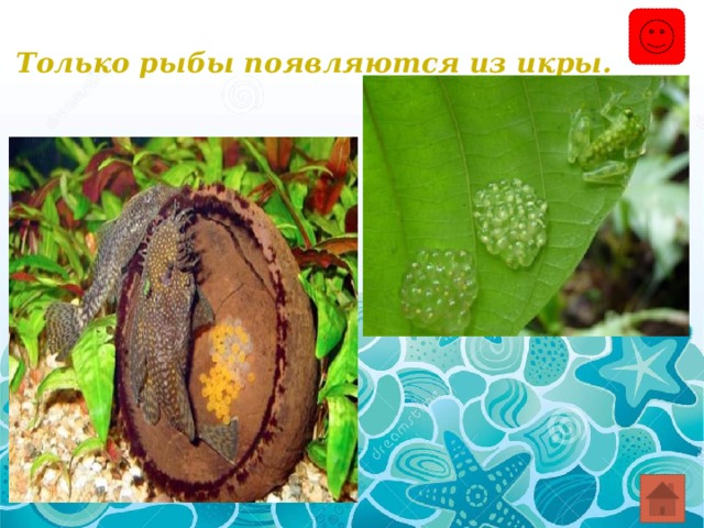 Только рыбы появляются из икры. 