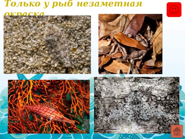 Только у рыб незаметная окраска. 