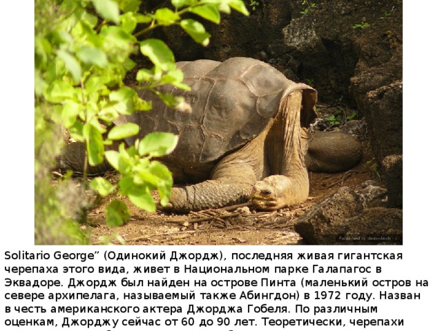 Solitario George” (Одинокий Джордж), последняя живая гигантская черепаха этого вида, живет в Национальном парке Галапагос в Эквадоре. Джордж был найден на острове Пинта (маленький остров на севере архипелага, называемый также Абингдон) в 1972 году. Назван в честь американского актера Джорджа Гобеля. По различным оценкам, Джорджу сейчас от 60 до 90 лет. Теоретически, черепахи этого вида способны сохранять способность к воспроизводству и в возрасте 200 лет 