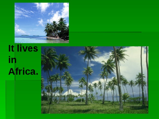 It lives in Africa.