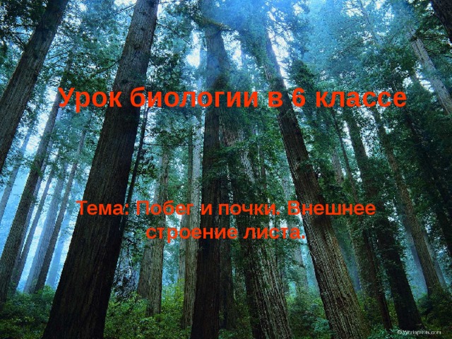 Урок биологии в 6 классе Тема: Побег и почки. Внешнее строение листа. 
