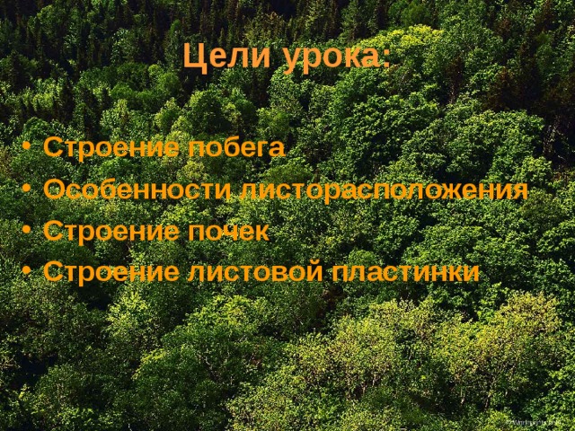 Цели урока: Строение побега Особенности листорасположения Строение почек Строение листовой пластинки  