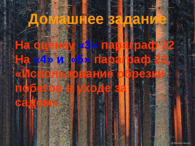 Домашнее задание На оценку «3» параграф 22 На «4» и «5» параграф 22, «Использование обрезки побегов в уходе за садом». 