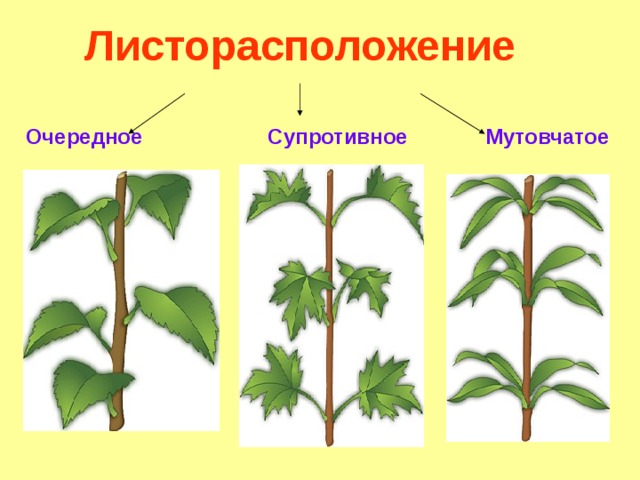  Листорасположение  Очередное  Супротивное Мутовчатое  