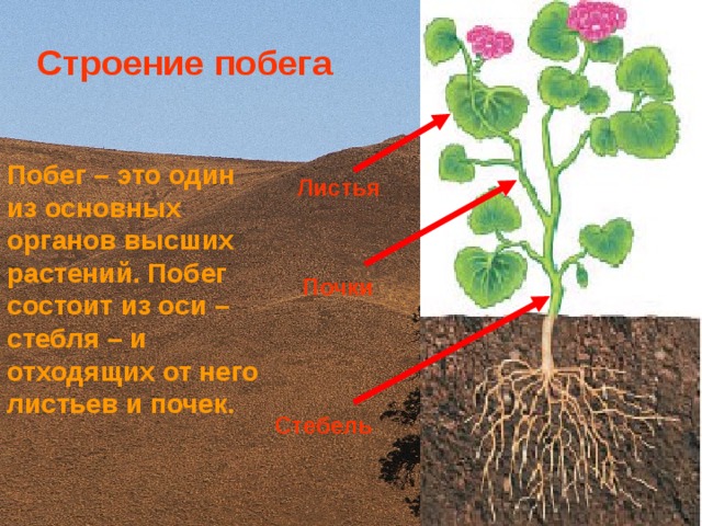 Строение побега Побег – это один из основных органов высших растений. Побег состоит из оси – стебля – и отходящих от него листьев и почек. Листья Почки Стебель 