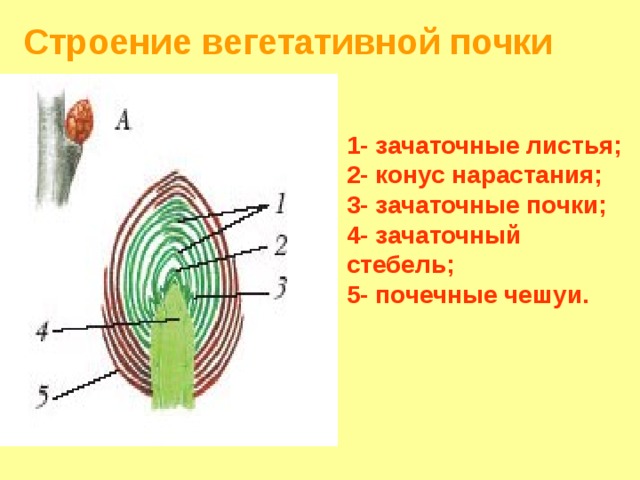 Строение вегетативной почки 1- зачаточные листья; 2- конус нарастания; 3- зачаточные почки; 4- зачаточный стебель; 5- почечные чешуи. 