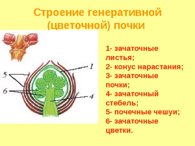 Строение генеративной (цветочной) почки  1- зачаточные листья; 2- конус нарастания; 3- зачаточные почки; 4- зачаточный стебель; 5- почечные чешуи; 6- зачаточные цветки. 
