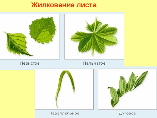 Жилкование листа 