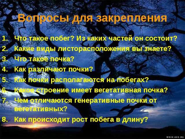 Вопросы для закрепления Что такое побег? Из каких частей он состоит? Какие виды листорасположения вы знаете? Что такое почка? Как различают почки? Как почки располагаются на побегах? Какое строение имеет вегетативная почка? Чем отличаются генеративные почки от вегетативных? Как происходит рост побега в длину? 