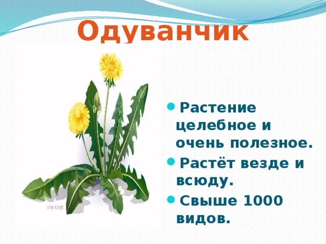 Одуванчик Растение целебное и очень полезное. Растёт везде и всюду. Свыше 1000 видов. 