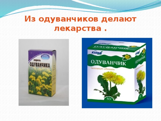 Из одуванчиков делают лекарства . 