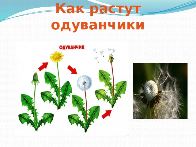 Как растут одуванчики 