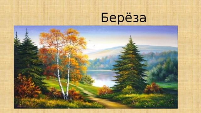 Берёза 