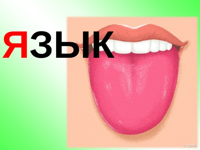 Я ЗЫК 