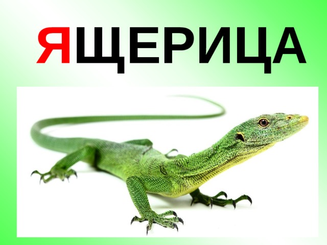 Я ЩЕРИЦА 