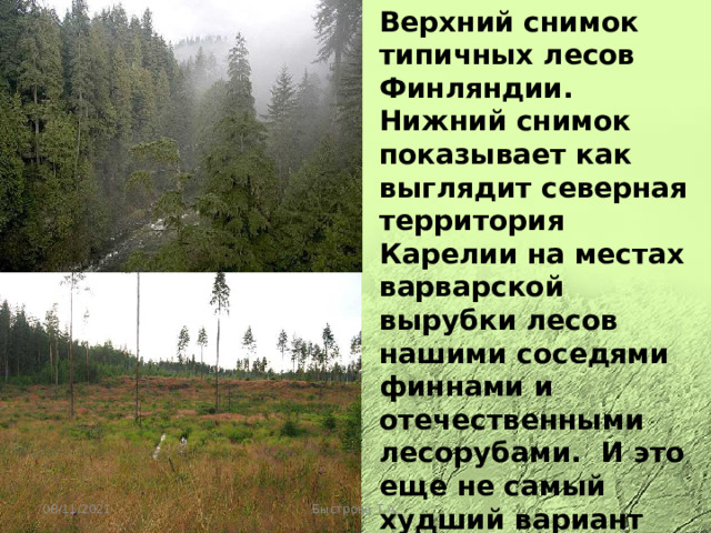 Верхний снимок типичных лесов Финляндии. Нижний снимок показывает как выглядит северная территория Карелии на местах варварской вырубки лесов нашими соседями финнами и отечественными лесорубами. И это еще не самый худший вариант лесоповала. Это всего лишь единичный пример работы новых хозяев России 08/11/2021 Быстрова Т.А. 