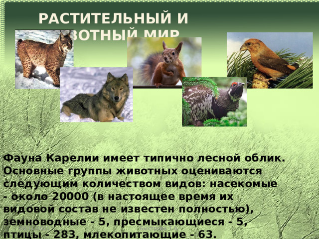 РАСТИТЕЛЬНЫЙ И ЖИВОТНЫЙ МИР Фауна Карелии имеет типично лесной облик. Основные группы животных оцениваются следующим количеством видов: насекомые - около 20000 (в настоящее время их видовой состав не известен полностью), земноводные - 5, пресмыкающиеся - 5, птицы - 283, млекопитающие - 63. 08/11/2021 Быстрова Т.А. 