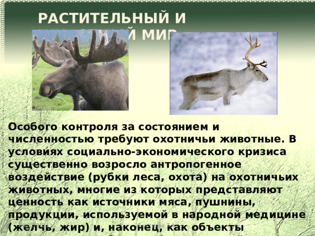 РАСТИТЕЛЬНЫЙ И ЖИВОТНЫЙ МИР Особого контроля за состоянием и численностью требуют охотничьи животные. В условиях социально-экономического кризиса существенно возросло антропогенное воздействие (рубки леса, охота) на охотничьих животных, многие из которых представляют ценность как источники мяса, пушнины, продукции, используемой в народной медицине (желчь, жир) и, наконец, как объекты туристического бизнеса (иностранный охотничий туризм). Среди охотничьих животных в наибольшей опасности оказались лось, северный олень. 08/11/2021 Быстрова Т.А. 