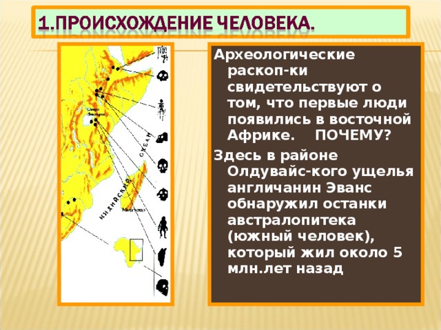 Археологические раскоп-ки свидетельствуют о том, что первые люди появились в восточной Африке. ПОЧЕМУ? Здесь в районе Олдувайс-кого ущелья англичанин Эванс обнаружил останки австралопитека (южный человек), который жил около 5 млн.лет назад 