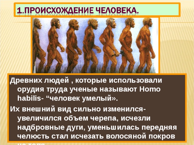 Древних людей , которые использовали орудия труда ученые называют Homo habilis- “ человек умелый». Их внешний вид сильно изменился-увеличился объем черепа, исчезли надбровные дуги, уменьшилась передняя челюсть стал исчезать волосяной покров на теле . Австалопитеки были маленького роста, их тело было покрыто шерстью,но они уже ходили на 2-ногах. Освобождение рук привело к быстрому развитию первых людей. ПОЧЕМУ? Изготовление орудий труда стало главным отли-чием человека от животных. 
