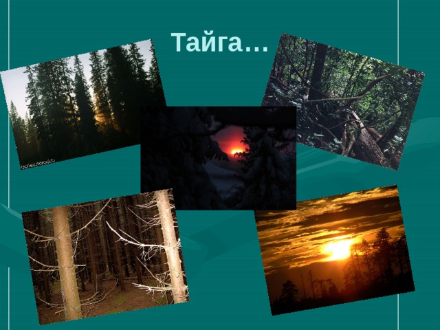 Тайга… 