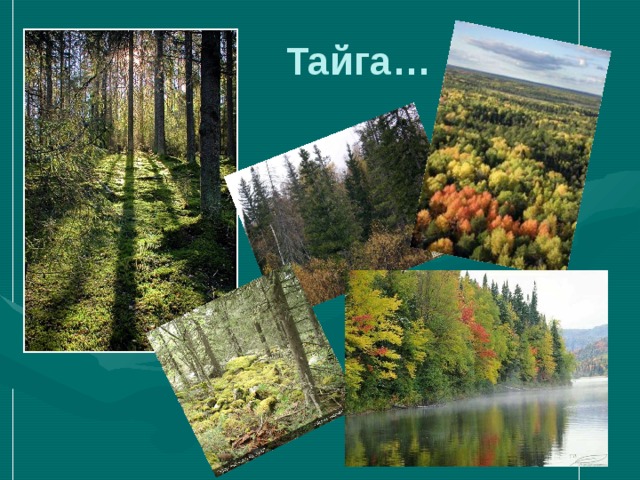  Тайга… 