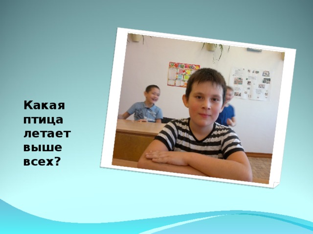 Какая птица летает выше всех? 