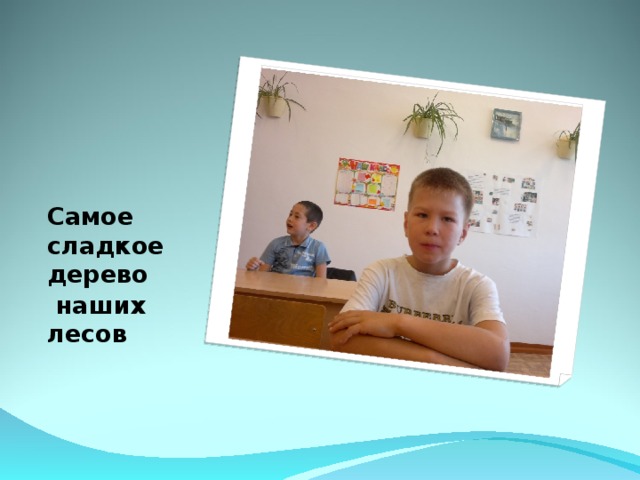 Самое сладкое дерево  наших лесов  