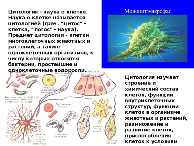 Цитология - наука о клетке. Наука о клетке называется цитологией (греч. “цитос