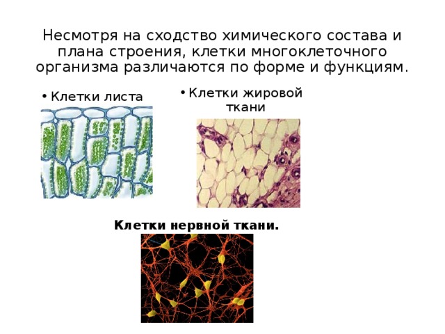 Несмотря на сходство химического состава и плана строения, клетки многоклеточного организма различаются по форме и функциям. Клетки жировой ткани Клетки листа Клетки нервной ткани. 